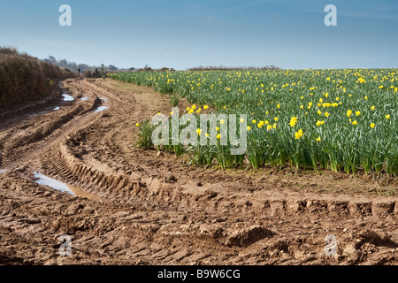 Felder der Narzissen, Cornwall, UK. Stockfoto