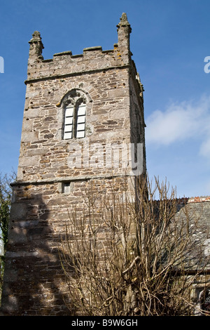 Feigenbaum wächst aus der Wand Manaccan Kirche, Cornwall, UK. Stockfoto