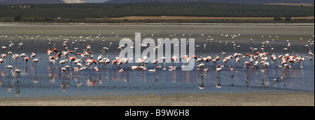 Flamingos auf dem See von Fuente de Piedro in der Nähe von Malaga. Andalusien, Südspanien. Panoramablick. Stockfoto