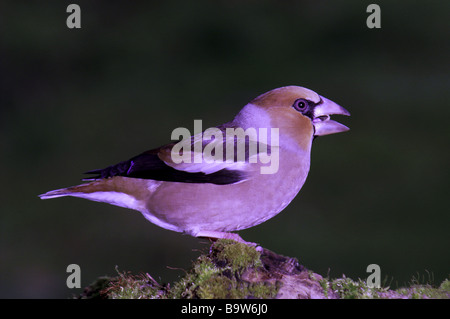 Männliche Hawfinch coccothraustes (C) auf einem Bemoosten anmelden Essen Sonnenblumenkerne. Stockfoto