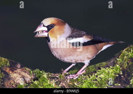 Männliche Hawfinch coccothraustes (C) essen Sonnenblumenkerne. Stockfoto