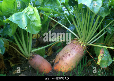 Mangelwurzel (Beta Vulgaris Subspecies Vulgaris var. Crassa), Rüben auf einem Feld Stockfoto