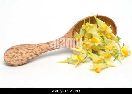 Heilpflanze flachskraut Gelb leinkraut Linaria vulgaris toadflax Toadflax Stockfoto