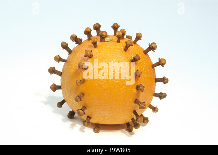 Orange (Citrus Sinensis), Obst, gespickt mit ganze getrocknete Gewürznelken, Pomander Stockfoto