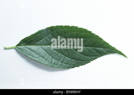 Hardy Gummibaum, Guttapercha-Baum (Eucommia Ulmoides), Blatt, Studio Bild Stockfoto