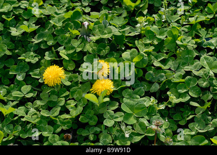 Löwenzahn in weiß-Klee Stockfoto