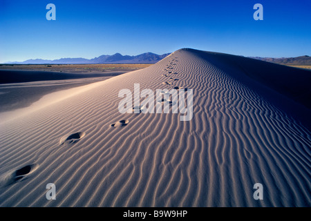 EINZELNE TEXTZEILE SPUREN IN WELLEN IN WÜSTE SAND DUNE Stockfoto
