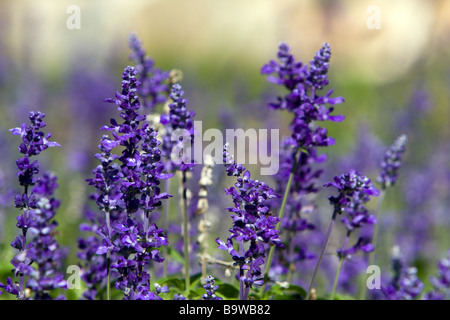 Mealycup Salbei (Salvia farinacea), alias mehlig Salbei weiss und lila Blüten, Xinshe Bezirk, Taichung, Taiwan Stockfoto