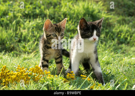 Hauskatze (Felis Silvestris, Felis Catus), zwei Kätzchen auf dem Rasen Stockfoto