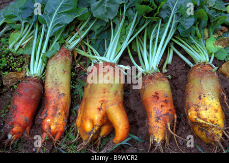 Mangelwurzel (Beta Vulgaris Subspecies Vulgaris var. Crassa), Rüben auf einem Feld Stockfoto