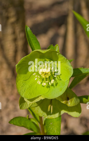 Helleborus Virdis Viridis Bären Fuß grüne Nieswurz Helleborus Stockfoto