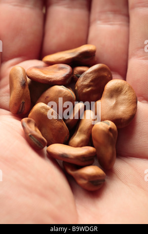 Eine Handvoll Bohnensamen bereit für das Frühjahr zu Pflanzen. Stockfoto