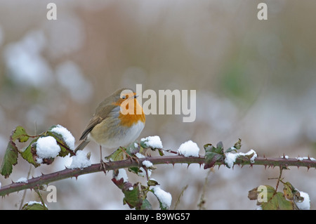 Robin Erithacus Rubecula im Schnee Bedfordshire Februar Stockfoto