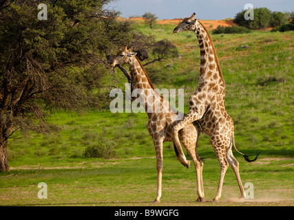 Giraffe Paarung Stockfoto