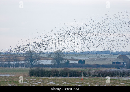 Woodpigeon Columba Palumbus Herde Flug von Ackerfläche durch Gas Kanone Hertfordshire Februar abgeschreckt Stockfoto