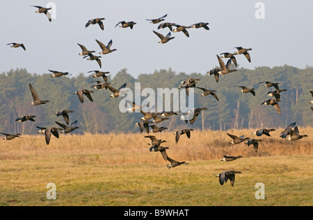 Herde von dunklen bauchige Brent Gänse Branta Bernicla im Flug Holkham Sümpfe NNR North Norfolk Januar Stockfoto