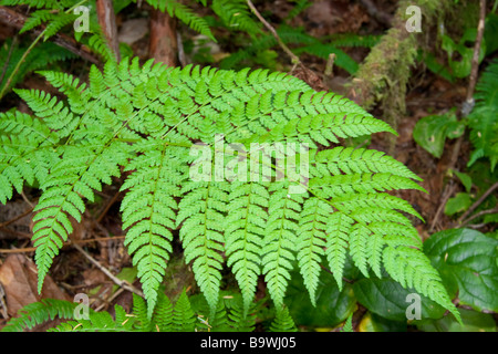 Farn Blatt im gemäßigten Regenwald - Pacific Rim National Park, Vancouver Island, British Columbia, Kanada Stockfoto