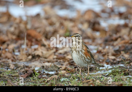 Rotdrossel Turdus Iliacus Futtersuche am Boden Cambridgeshire Februar Stockfoto