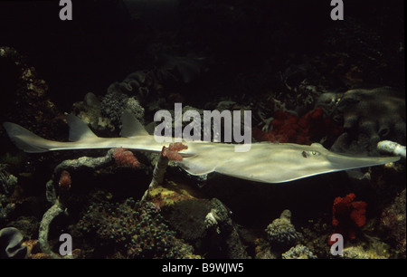 Riesiger Guitarfish (Rhynchobatus Djiddensis) Stockfoto