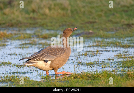 Rosa footed Gans Anser Brachyrhynchus trinken Holkham Sümpfe NNR Norfolk Januar Stockfoto