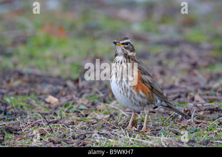 Rotdrossel Turdus Iliacus Futtersuche am Boden Cambridgeshire Februar Stockfoto