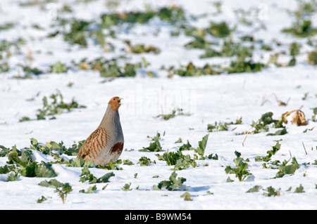 Rebhuhn Perdix Perdix männlichen Brassica Feld im Schnee Hertfordshire Februar Stockfoto