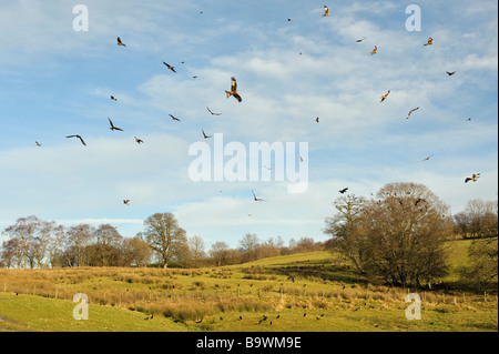 Rotmilan Milvus Milvus Futterstation bei Gigrin Farm Rhayader Mitte Wales Januar Stockfoto