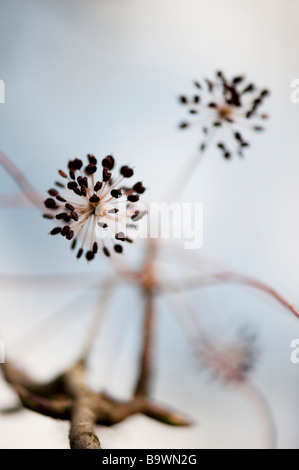 Kalopanax Septemlobus Pictus, Aralia Baumsamen Stockfoto