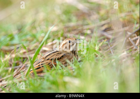 Reed bunting Emberiza Schoeniclus Erwachsenen weiblichen Fütterung im Winter Stoppeln South Devon Januar Stockfoto