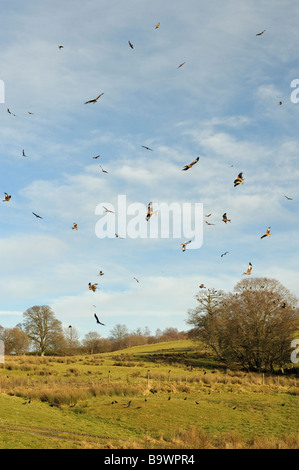 Rotmilan Milvus Milvus Futterstation bei Gigrin Farm Rhayader Mitte Wales Januar Stockfoto