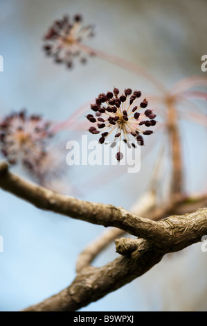 Kalopanax Septemlobus Pictus, Aralia Baumsamen Stockfoto