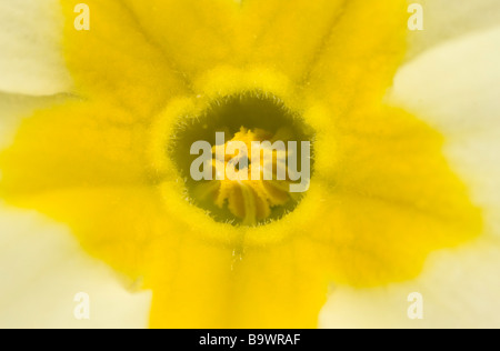 Nahaufnahme des Zentrums von Primel Primula Vulgaris Blume zeigt Thrum-eyed Zentrum Anpassung an Fremdbestäubung Frühling Hilfe Stockfoto