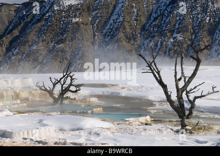 Abstrakte tote Bäume und Mount Everts Grate an der Main-Terrasse am dampfenden Mammoth Hot Springs Yellowstone Nationalpark Wyoming USA im winter Stockfoto