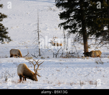 Gruppe von Reifen männlichen Elch mit Geweih, die Weiden im Winter Hirsch Blacktail Plateau Yellowstone National Park Stockfoto