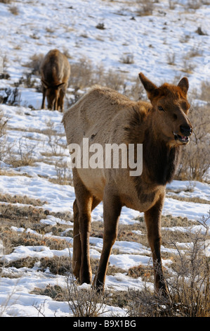 Weibliche Elche in Grasland Weiden Hügel Gardiner Montana in der Nähe von Yellowstone Park Stockfoto