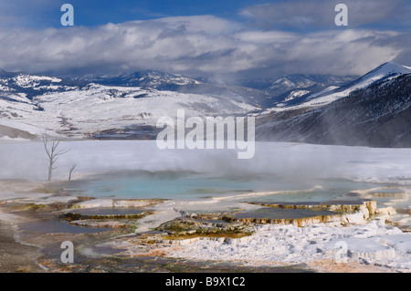 Snowy Mountains und Dampfenden blauen Travertinbecken auf der großen Terrasse in Mammoth Hot Springs Yellowstone National Park Wyoming im Winter Stockfoto