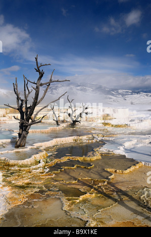 Tote Bäume und dampfende farbigen Travertin-Pools mit Schnee auf der Main-Terrasse bei Mammoth Hot Springs Yellowstone Nationalpark Wyoming USA im winter Stockfoto