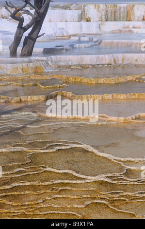 Auszug aus Travertin Pool Vorsprünge auf der Main-Terrasse bei Mammoth Hot Springs Yellowstone Nationalpark Wyoming USA im winter Stockfoto