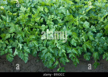 Italienische Petersilie wächst, Bio. Stockfoto