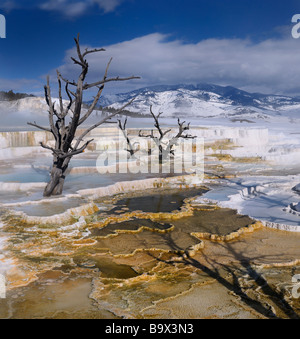 Tote Bäume auf Travertin-Pools auf der Main-Terrasse bei Mammoth Hot Springs Yellowstone Nationalpark Wyoming USA im winter Stockfoto