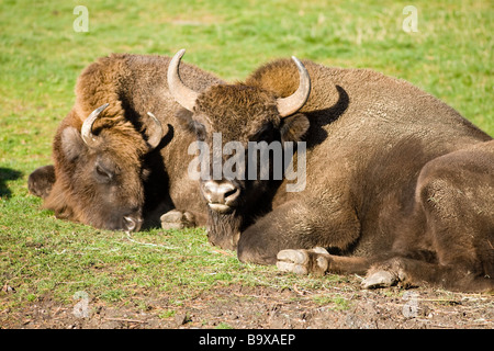 Moschusochsen (Ovibos Moschatus) Stockfoto