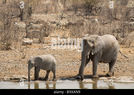 Einen weiblichen Elefanten mit einem jungen Elefanten am Wasserloch Halali im Etosha National Park, nördlichen Namiba, Stockfoto
