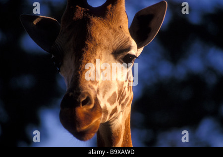 Rothschild Giraffe Giraffe Manor Kenia Afrika Stockfoto