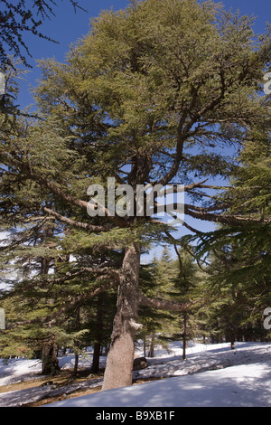 Atlas-Zeder Wald Cedrus Atlantica im mittleren Atlasgebirge in Marokko Stockfoto