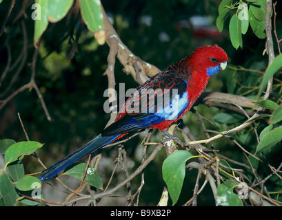 Crimson Rosella auf AST / Platycercus Elegans Stockfoto
