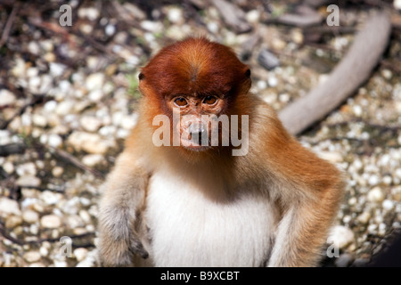 Junge Wilde männlichen Nasenaffe auf dem Boden Sanadakan Sabah Malaysia Stockfoto