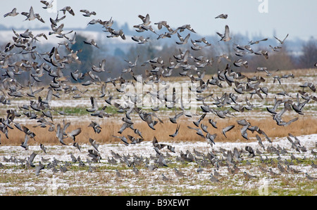 Woodpigeon Columba Palumbus strömen die Flucht aus Ackerfläche Hertfordshire Februar Stockfoto