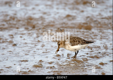 Alpenstrandläufer Calidris Alpina Erwachsenen Winterfütterung auf inter Gezeiten Wattenmeer Norfolk Februar Stockfoto