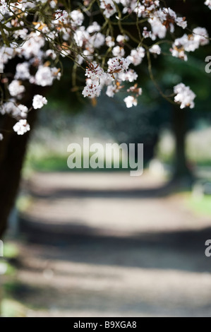 Cherry Blossom über eine Bahn in der englischen Landschaft. In Moreton-in-Marsh, Gloucestershire, England Stockfoto