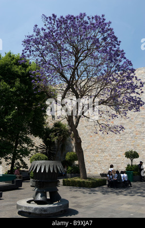 Schülerinnen und Schüler besuchen das nationale anthropologische Museum in Mexiko-Stadt Ruhe im Schatten eines Baumes Jacaranda. Stockfoto